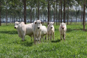 Valor Bruto da Produção Agropecuária de 2019 é estimado em R$ 617 bilhões