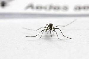 Saúde alerta viajantes sobre prevenção ao Aedes aegypti