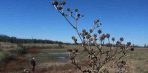 Verão inicia neste domingo com alto risco de estiagem no Rio Grande do Sul