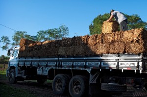 Roubo de cargas de tabaco cru tem aumento de 160% em 2019