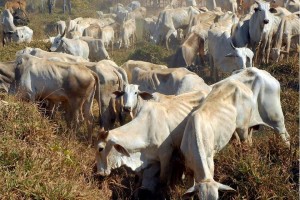 BID repassará US$ 195 milhões para defesa agropecuária em cinco anos