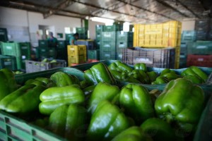 Maioria dos vegetais é segura para consumo; 8% têm irregularidades