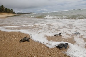 Comunidades locais protegem tartarugas que desovam na costa brasileira
