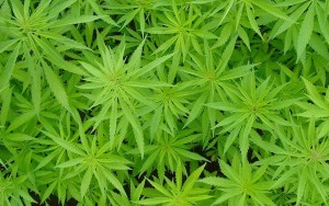 Deputados do Livres protocolam emenda para liberar o plantio de cannabis no Brasil
