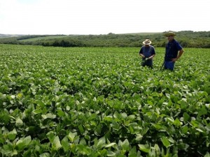 RS: Chuvas retomam ânimo dos produtores e soja segue em desenvolvimento