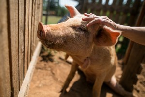 Santuário busca materializar ideia de libertação animal: ‘toda vida importa’