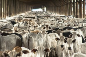 Preço da carne bovina desacelera e segue em tendência de queda