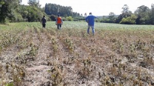 Técnicos do Mapa virão ao Rio Grande do Sul para verificar condições das lavouras afetadas pela seca