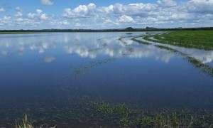 RS: Perdas por efeitos climáticos ampliam uso do seguro agrícola