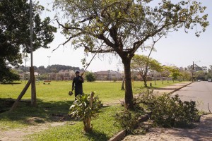 Porto Alegre: Manejo de árvores com risco iminente poderá ser imediato