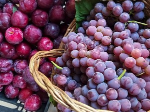 Porto Alegre: Fruticultores iniciam colheita para 29ª Festa da Uva e da Ameixa