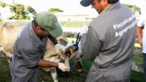 RS: Antecipação da etapa de vacina exige atenção do produtor