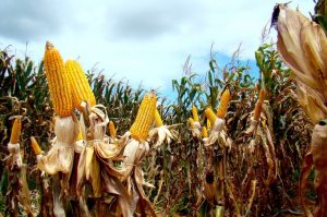 COLHEITA DO MILHO AVANÇA NO ESTADO E ALCANÇA 43% DA ÁREA CULTIVADA