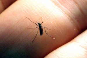 PORTO ALEGRE: INFESTAÇÃO DO MOSQUITO AEDES AEGYPTI AUMENTA NA CIDADE