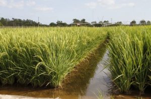 VAI COMEÇAR A ABERTURA DA COLHEITA DO ARROZ PELA SEGUNDA VEZ EM PELOTAS/RS