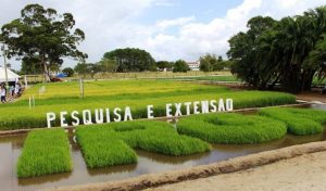 IRGA DESTACA SEUS 80 ANOS NA ABERTURA DA COLHEITA DO ARROZ