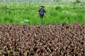 CHINA ‘RECRUTA’ 100 MIL PATOS PARA DETER AVANÇO DE 400 BILHÕES DE GAFANHOTOS