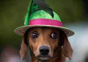 CUIDADOS COM OS PETS NOS FESTEJOS DE CARNAVAL