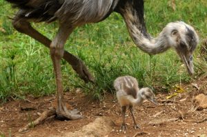 FILHOTE DE EMA É CUIDADO POR DOIS PAIS EM ZOOLÓGICO DE GRAMADO