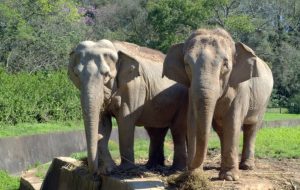 MORRE A ELEFANTA PINK, O ANIMAL MAIS ANTIGO DO ZOO DE SAPUCAIA DO SUL