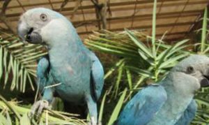 Ararinhas-azuis chegam ao Brasil nesta terça-feira. Após 20 anos, as aves voltam a fazer parte do bioma brasileiro
