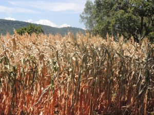 PERDAS COM ESTIAGEM JÁ SOMAM R$ 5 BILHÕES NO MILHO E NA SOJA NO RIO GRANDE DO SUL