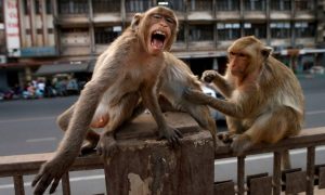 Sem turistas por causa de coronavírus, animais voltam às ruas de cidades pelo mundo