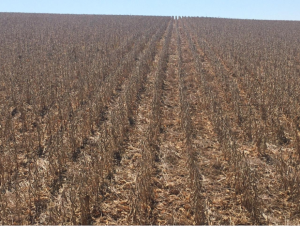 A riqueza do agronegócio: Tupanciretã, o maior produtor de soja do Rio Grande do Sul; Jornal do Comércio