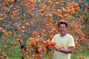 Pequeno agricultor sofre com a crise e joga fora produção