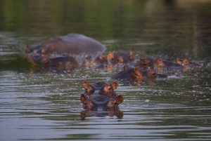 Hipopótamos de Pablo Escobar podem estar ajudando ecossistemas da Colômbia