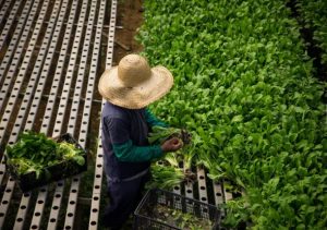 Produtor rural destrói toneladas de alimentos no cinturão verde de São Paulo