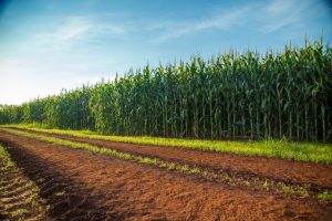 Valor Bruto da Produção Agropecuária (VBP) é estimado em R$ 689,97 bilhões para 2020