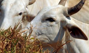 Vacinação contra febre aftosa está suspensa no Rio Grande do Sul e no Bloco I do Plano Estratégico do PNEFA.