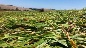 Com baixo custo, agricultor de Tenente Portela mostra como conservar água no solo em tempos de estiagem