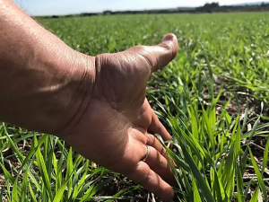 Custo de produção traz oportunidade de renda para o plantio de trigo