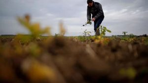 Itália freta avião com estrangeiros para trabalhar na colheita depois da pandemia/ RFI