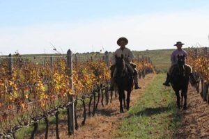 RS: Vinhos da Campanha Gaúcha ganham indicação geográfica; Jornal do Comércio