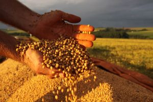 Países árabes projetam aumentar as importação da soja brasileira, indica estudo da CCAB