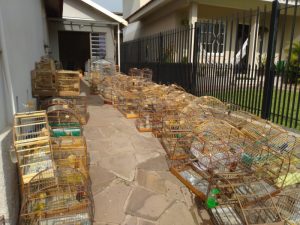 RS: Operação no Vale do Taquari combate tráfico de pássaros