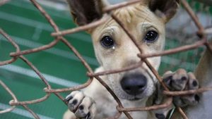 RS: Adoções por impulso levam ao crescimento de abandono de animais, alerta CRMV-RS