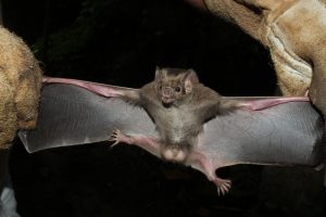 Rio Grande do Sul registra nova espécie de morcego que se alimenta de sangue