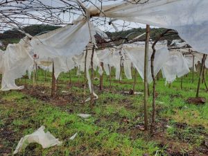 RS: Temporal provoca danos estruturais, mas não prejuízos significativos em culturas e criações