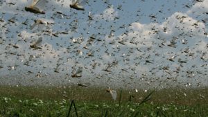 RS: Com a volta do calor, Secretaria da Agricultura aumenta vigilância sobre nuvem de gafanhotos vinda da Argentina