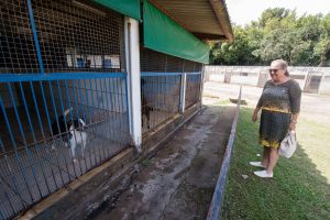 Porto Alegre: Aprovado projeto que considera maus-tratos uso de coleira de choque em animais