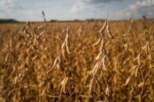 Farsul apresenta estudo sobre produções agrícolas convencionais e sem defensivos