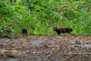 RS: Parque Estadual do Turvo faz registro inédito de espécie ameaçada de extinção