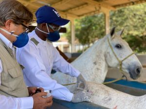 Cientistas brasileiros criam soro com anticorpos de cavalo capaz de neutralizar coronavírus; O Estado de São Paulo