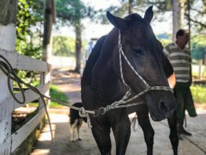 Porto Alegre: EPTC recolheu 29 cavalos no mês de julho, quase o dobro do mês anterior