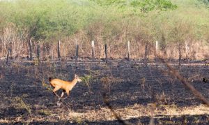 Engajamento da população é vital para evitar incêndio na natureza