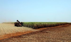 Banco Mundial apoia projeto para soja sustentável no Nordeste